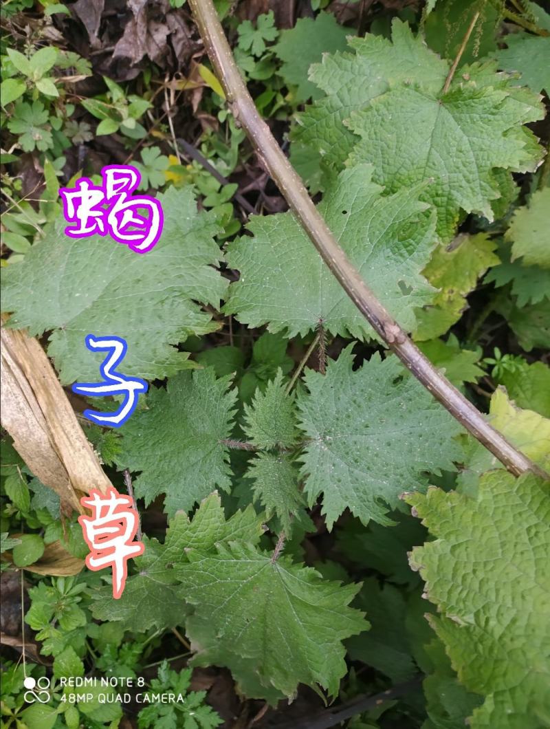 贵州毕节古夜郎大地野生中药材蝎子草老家这边俗名活麻