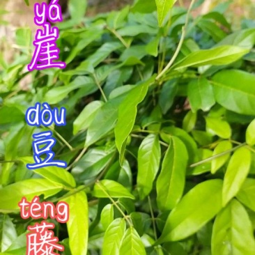 贵州毕节古夜郎大地野生中药材崖豆藤下单现采现发