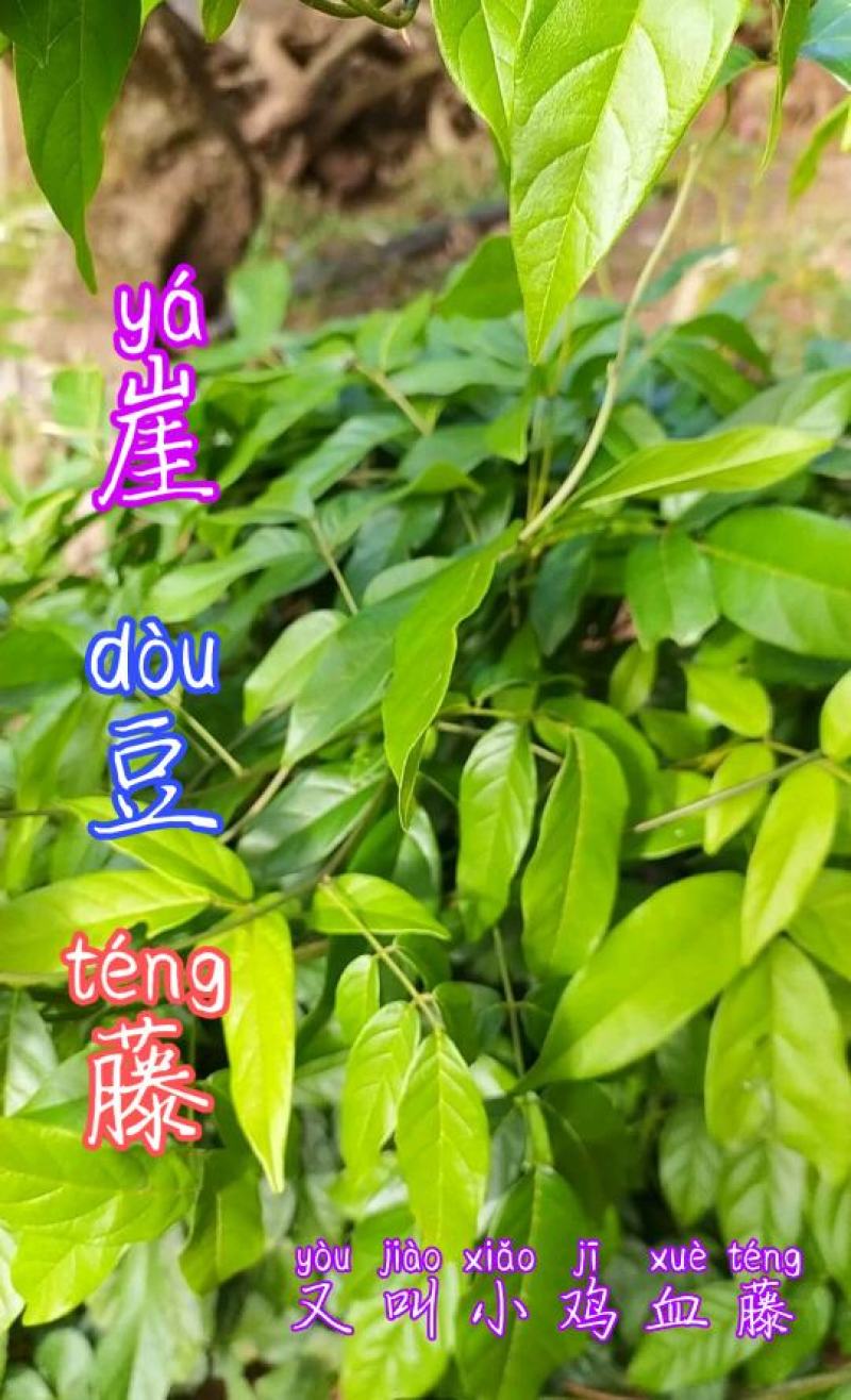 贵州毕节古夜郎大地野生中药材崖豆藤下单现采现发