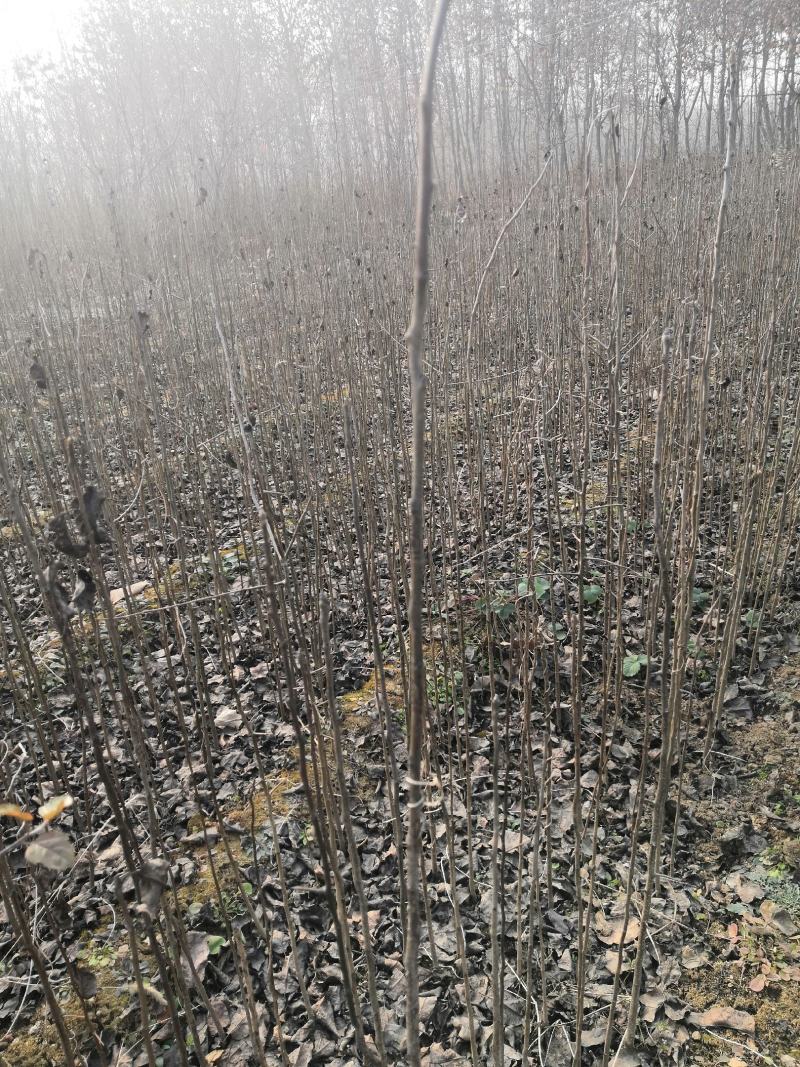 苹果原生苗价格，海棠苗，嫁接苹果树新品种占木，