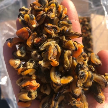 【精品】海虹干带黄淡菜干干度好大小均匀大量出货