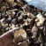 野生香茹不野不要钱纯野生香茹