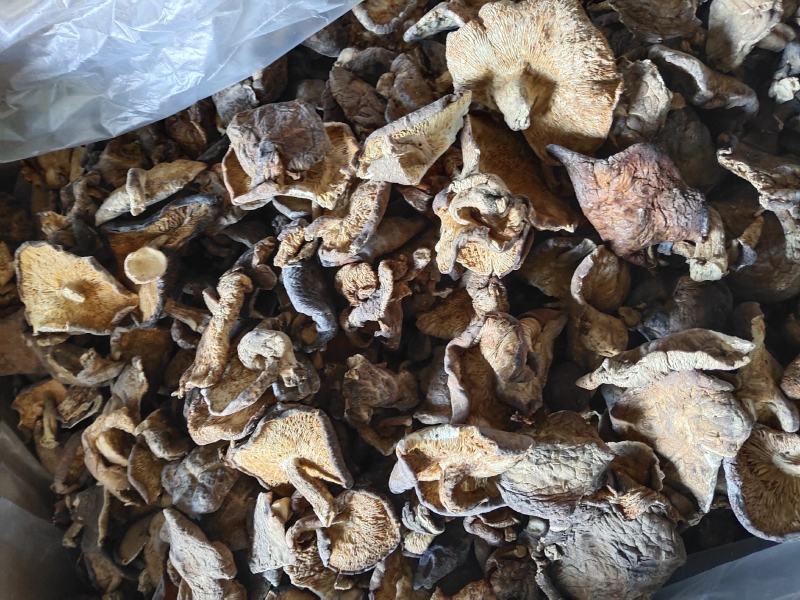 野生香茹不野不要钱纯野生香茹