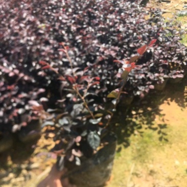 红继木优大量工程苗木