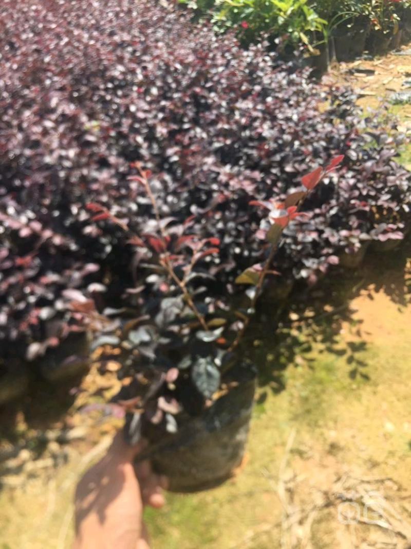 红继木优大量工程苗木