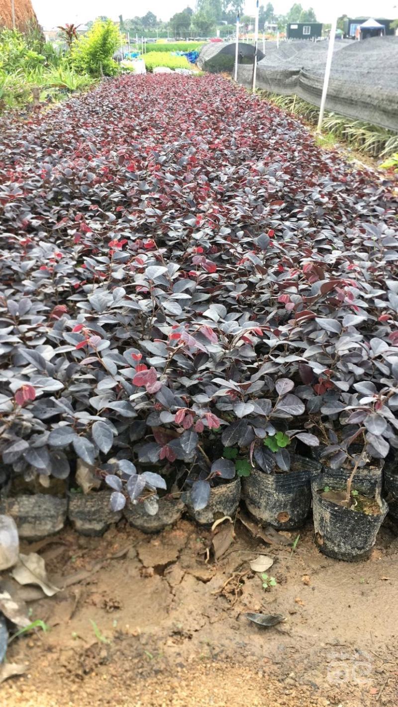 红继木优大量工程苗木