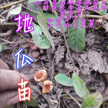 贵州毕节古夜郎大地野生中药材地瓜藤下单现采