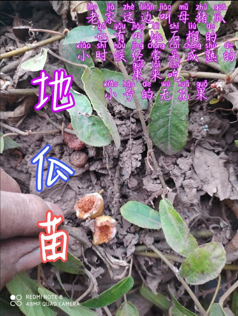 贵州毕节古夜郎大地野生中药材地瓜藤下单现采