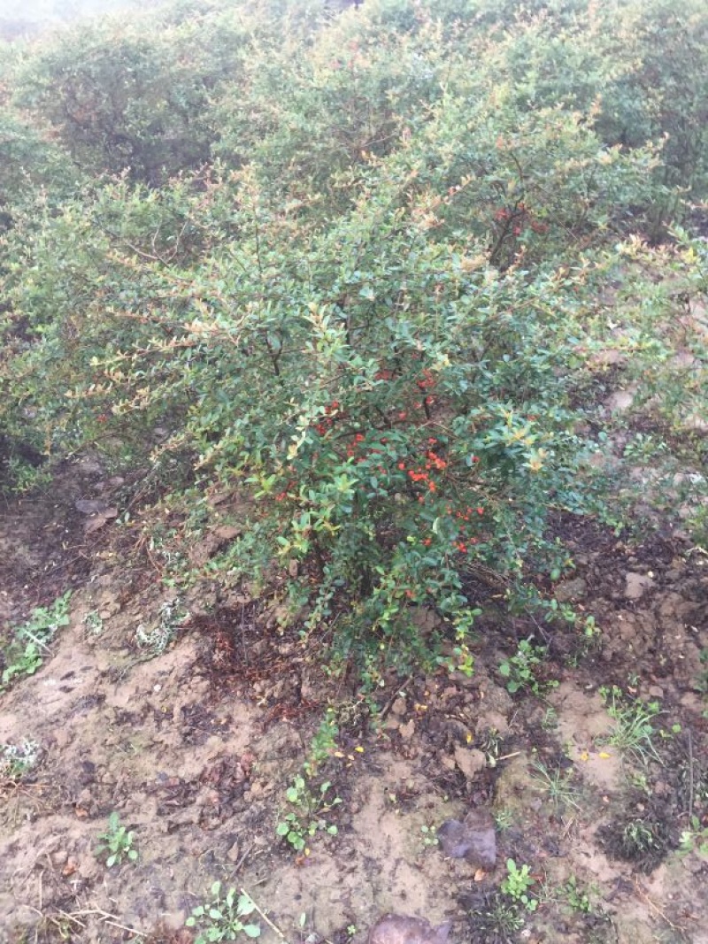 火棘基地苗，火棘球量大，基地直销