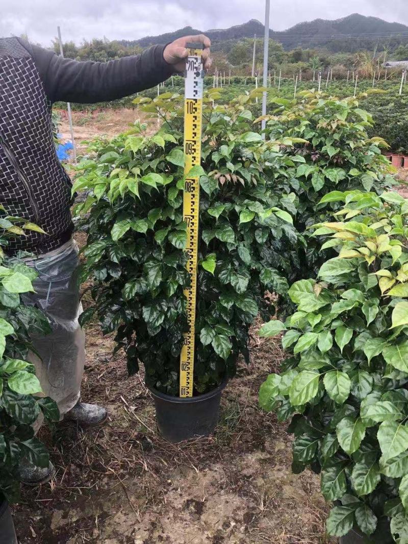 绿宝，价格超出你的想象