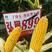玉米种子，高产玉米种子弘展899.抗病耐旱耐涝，活杆成熟