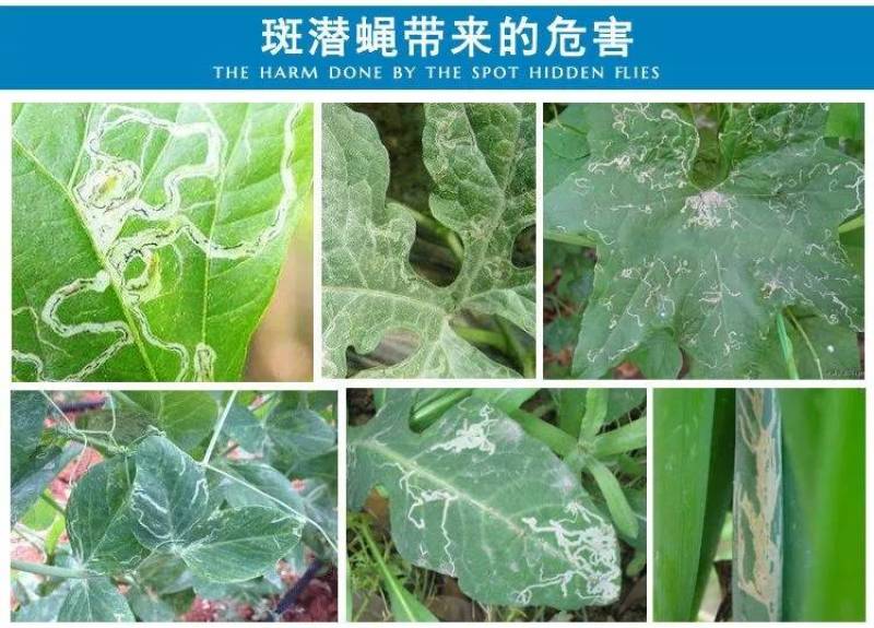 31%阿维灭蝇胺美洲斑潜蝇果蝇瓜蝇鬼画图杀虫剂灭蝇安杀虫