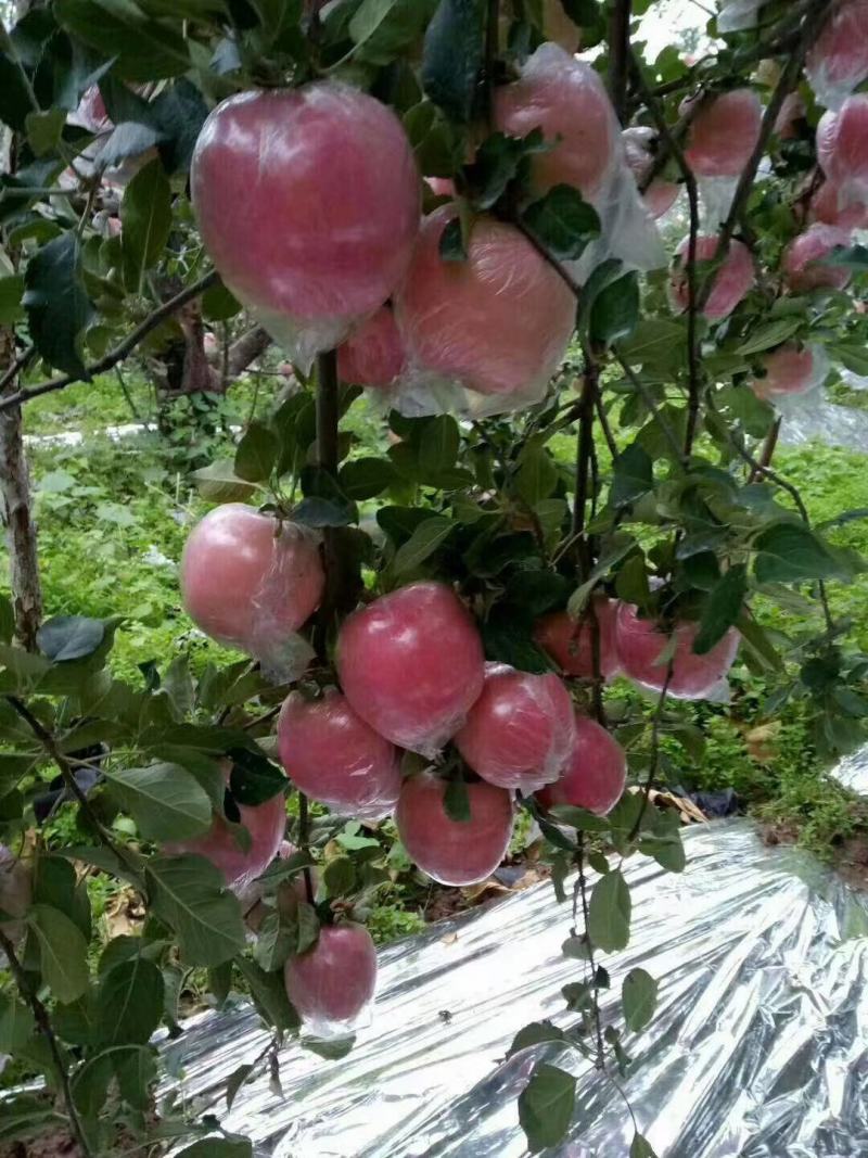 山西芮城红富士膜带纸加膜