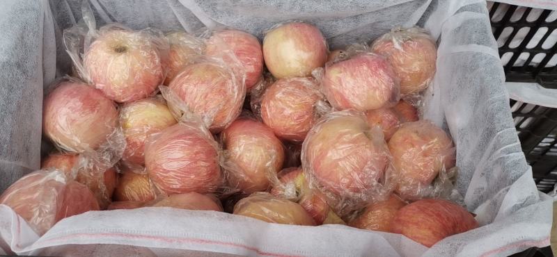 山西芮城红富士膜带纸加膜