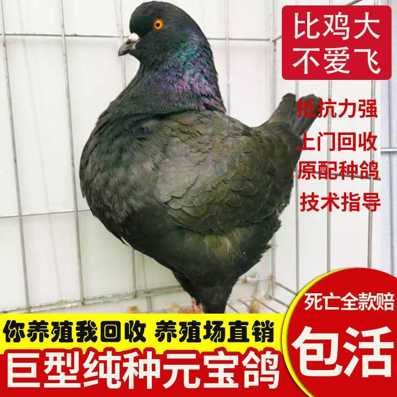 大体元宝鸽，二斤的元宝鸽品种，红色公斤鸽