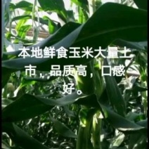 鲜玉米，白粘玉米，花粘玉米，冷藏玉米。