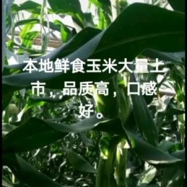 鲜玉米，白粘玉米，花粘玉米，冷藏玉米。