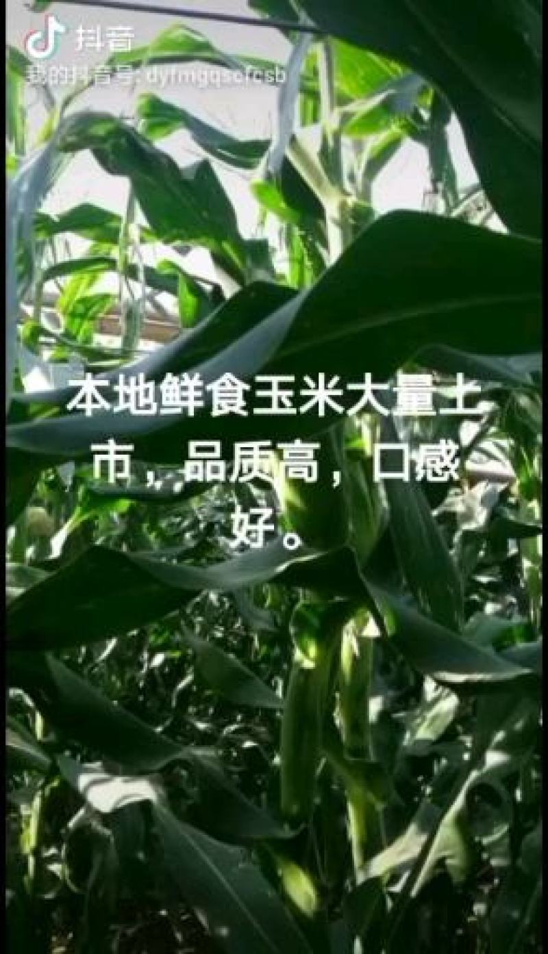 鲜玉米，白粘玉米，花粘玉米，冷藏玉米。