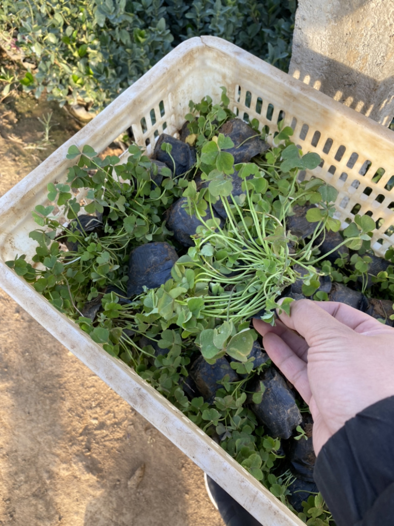 红花酢浆草农户直销300万红花酢浆草直销。处理