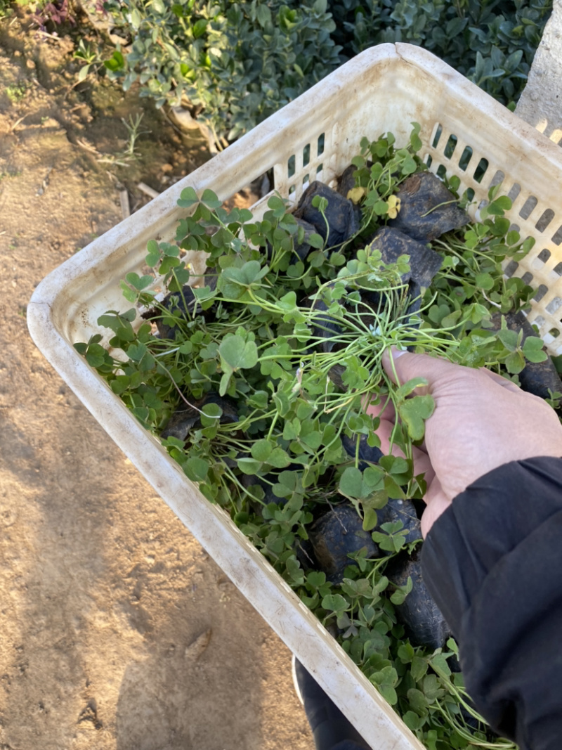 红花酢浆草农户直销300万红花酢浆草直销。处理