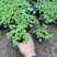红花酢浆草农户直销300万红花酢浆草直销。处理