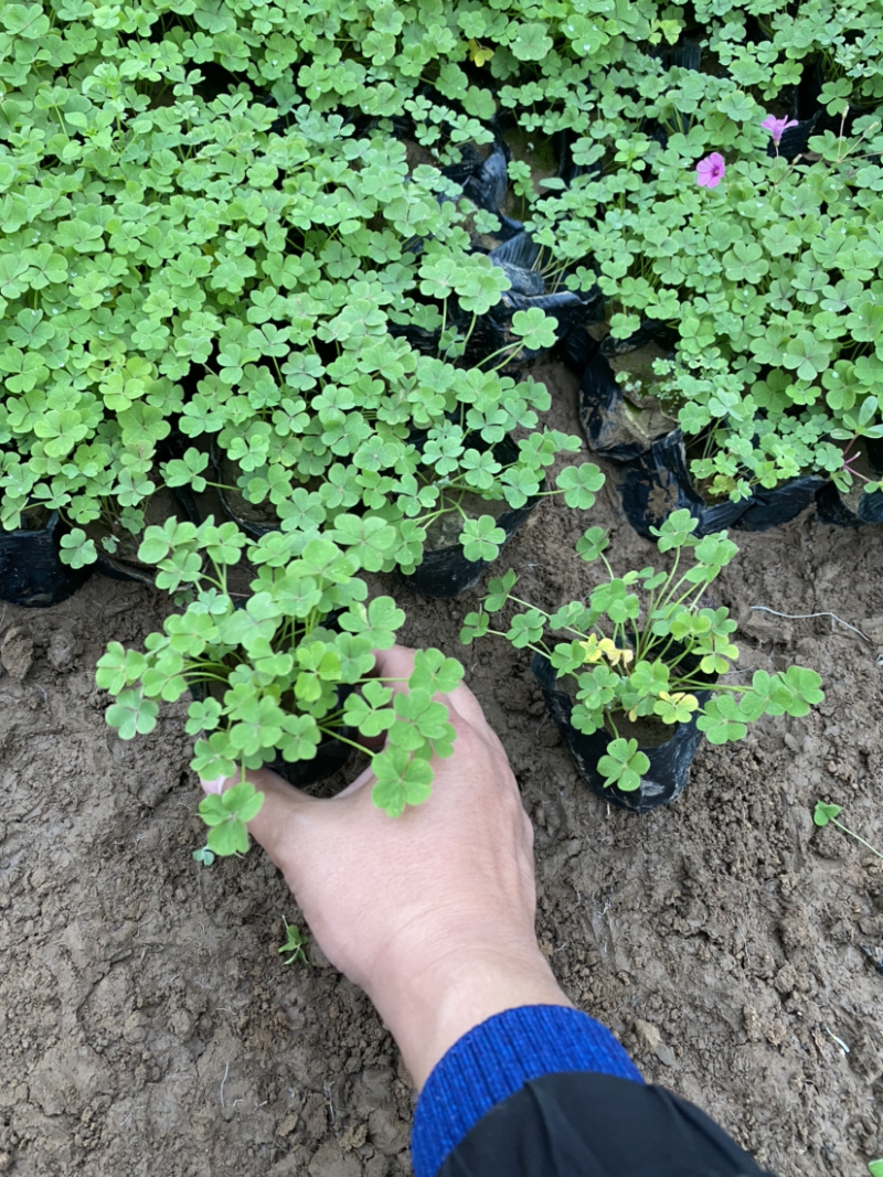 红花酢浆草农户直销300万红花酢浆草直销。处理