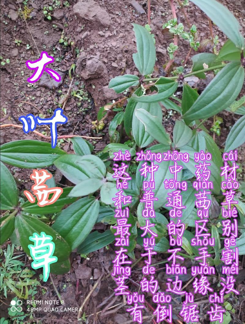 贵州毕节古夜郎大地野生中药材大叶茜草下单现采