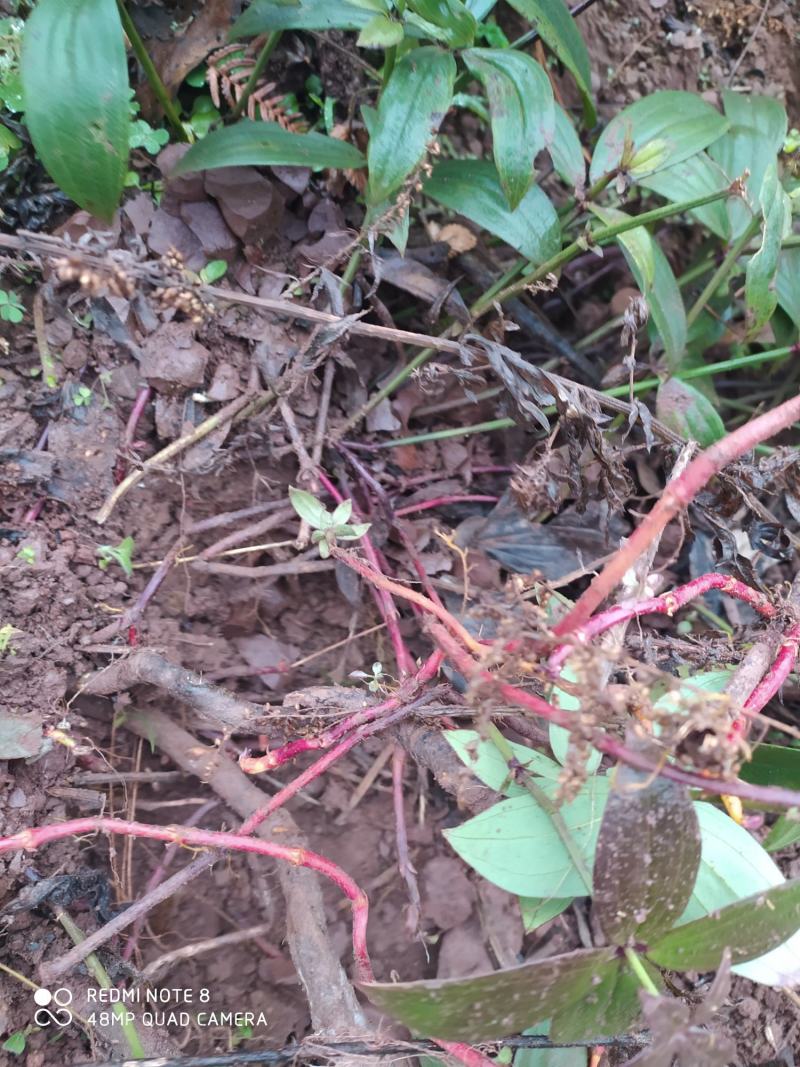 贵州毕节古夜郎大地野生中药材大叶茜草下单现采