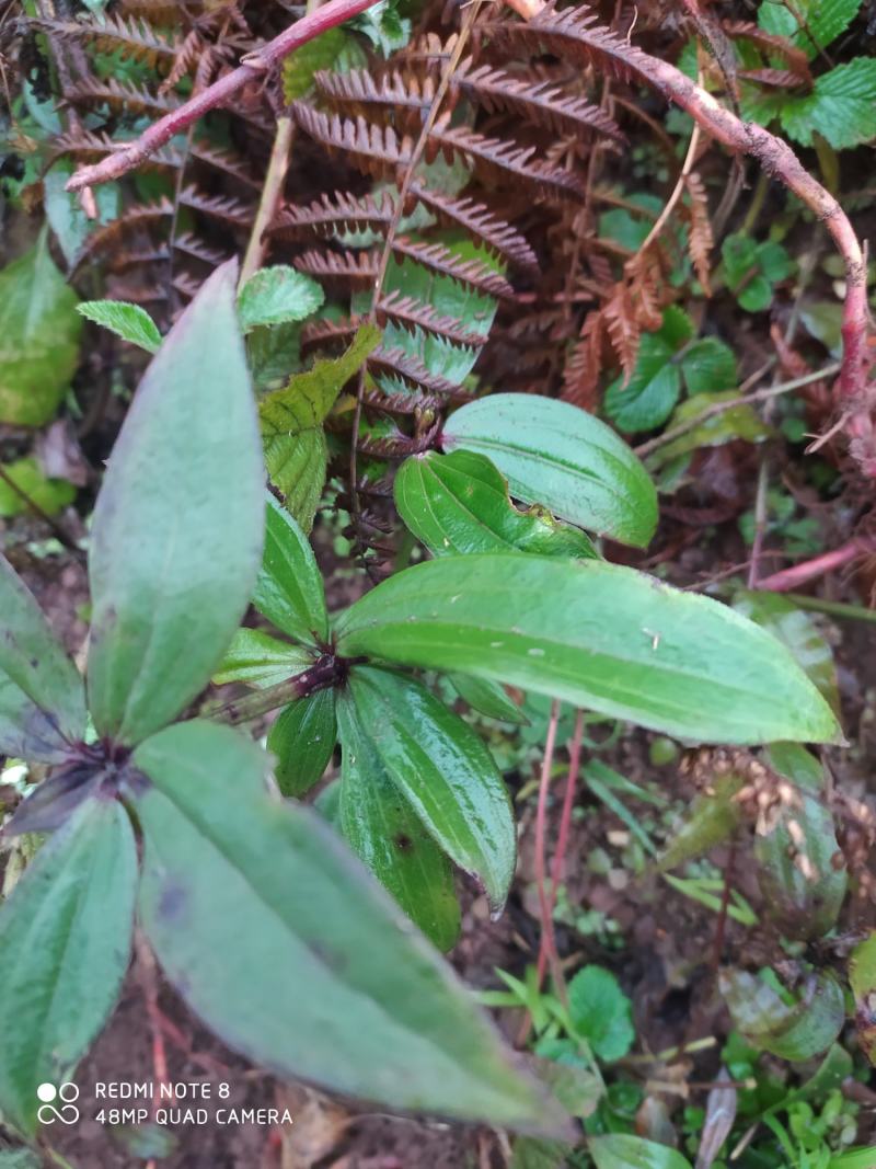贵州毕节古夜郎大地野生中药材大叶茜草下单现采
