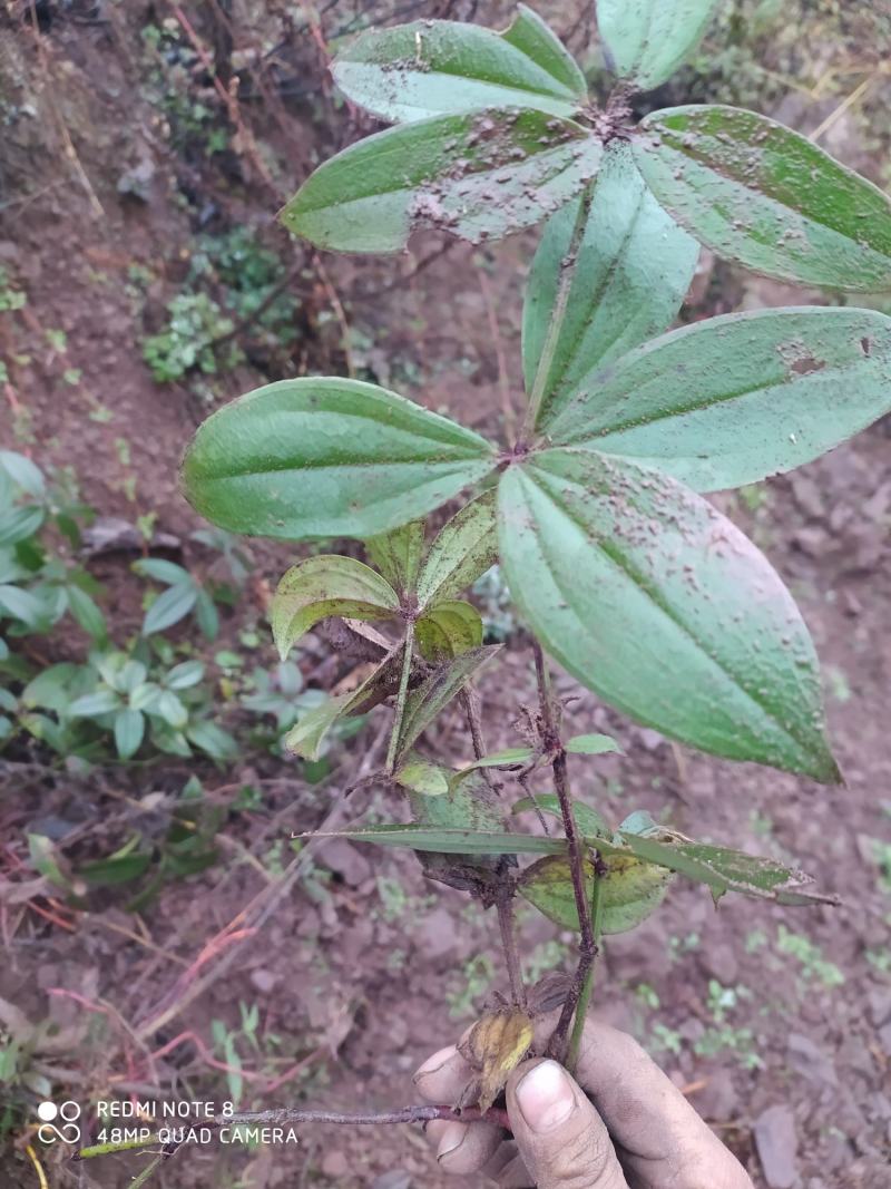 贵州毕节古夜郎大地野生中药材大叶茜草下单现采