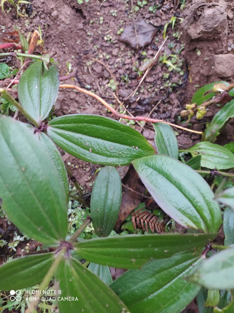 贵州毕节古夜郎大地野生中药材大叶茜草下单现采