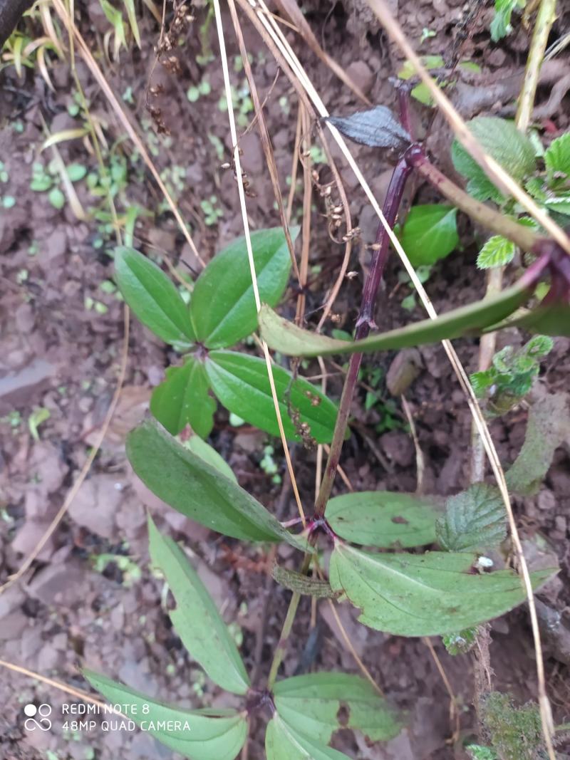 贵州毕节古夜郎大地野生中药材大叶茜草下单现采