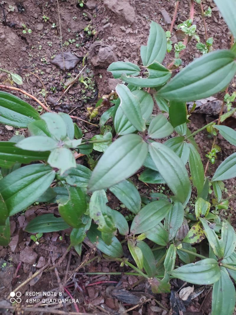 贵州毕节古夜郎大地野生中药材大叶茜草下单现采