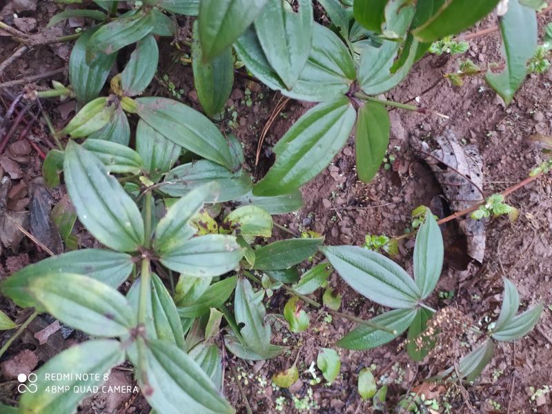 贵州毕节古夜郎大地野生中药材大叶茜草下单现采