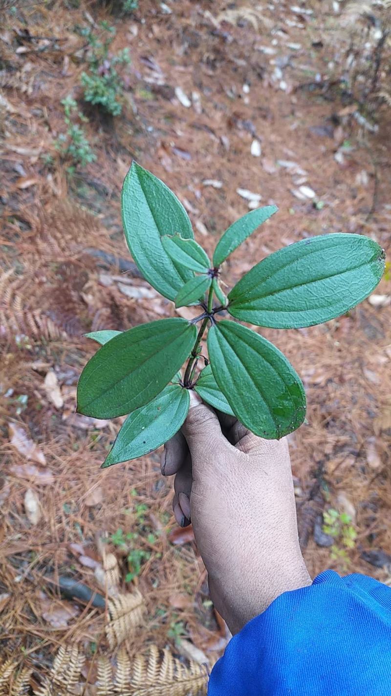 贵州毕节古夜郎大地野生中药材大叶茜草下单现采