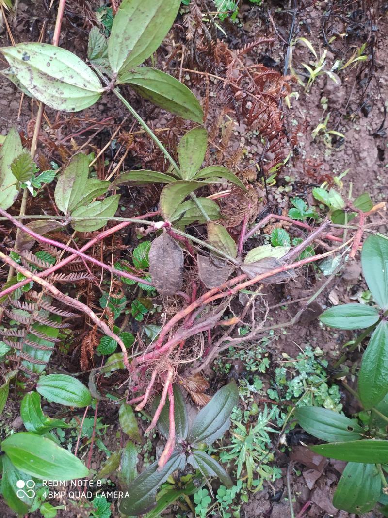 贵州毕节古夜郎大地野生中药材大叶茜草下单现采