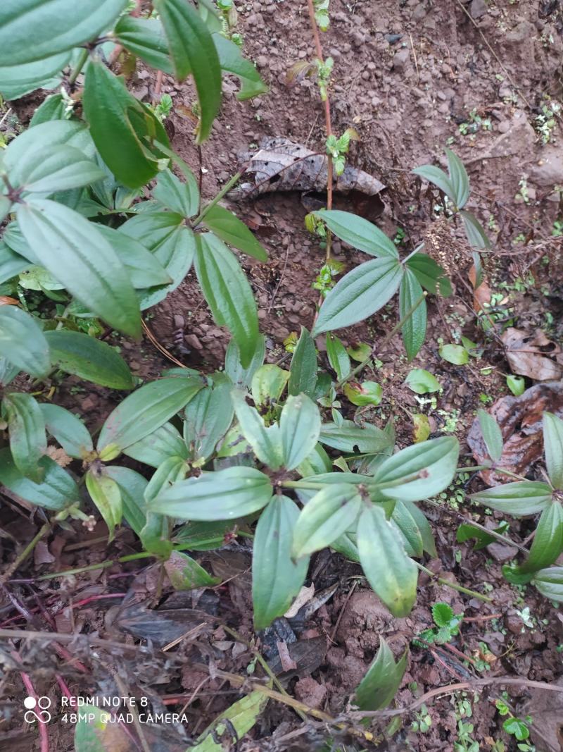 贵州毕节古夜郎大地野生中药材大叶茜草下单现采