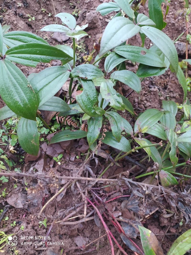 贵州毕节古夜郎大地野生中药材大叶茜草下单现采