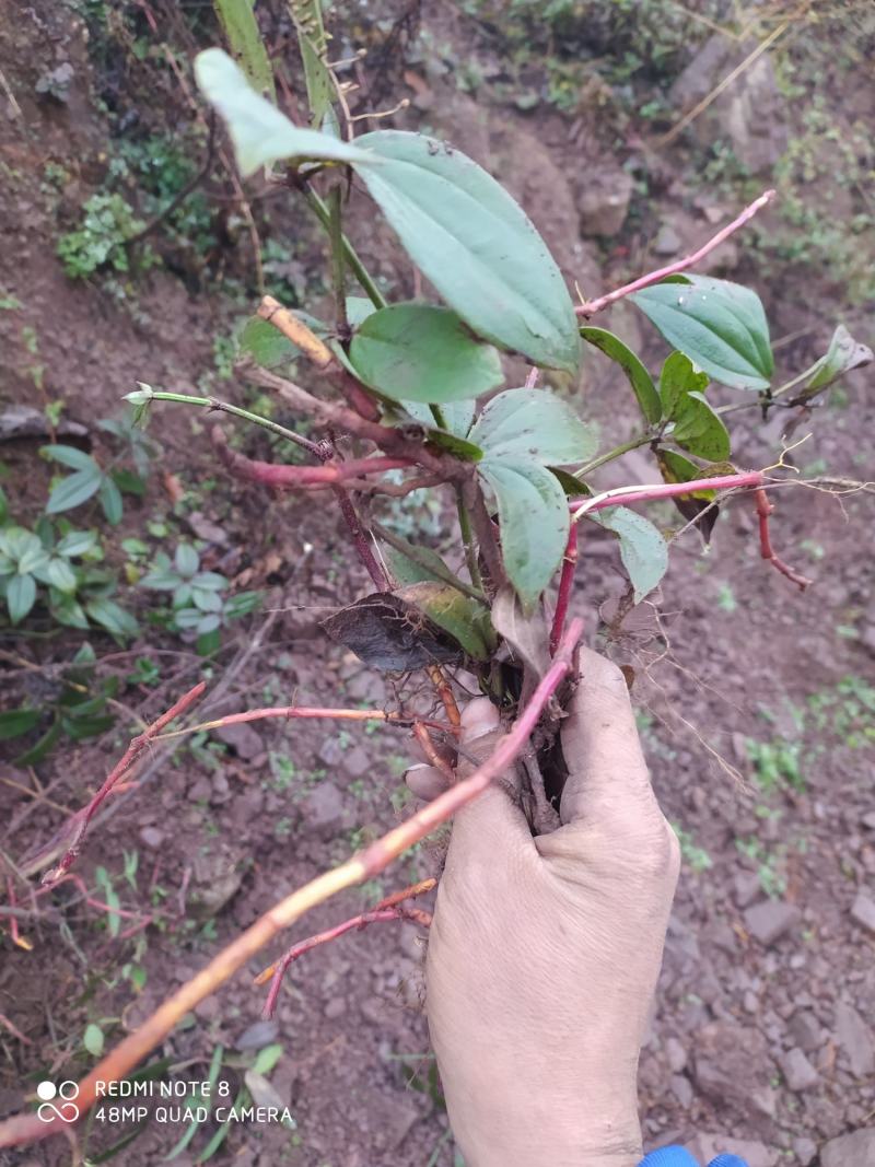 贵州毕节古夜郎大地野生中药材大叶茜草下单现采