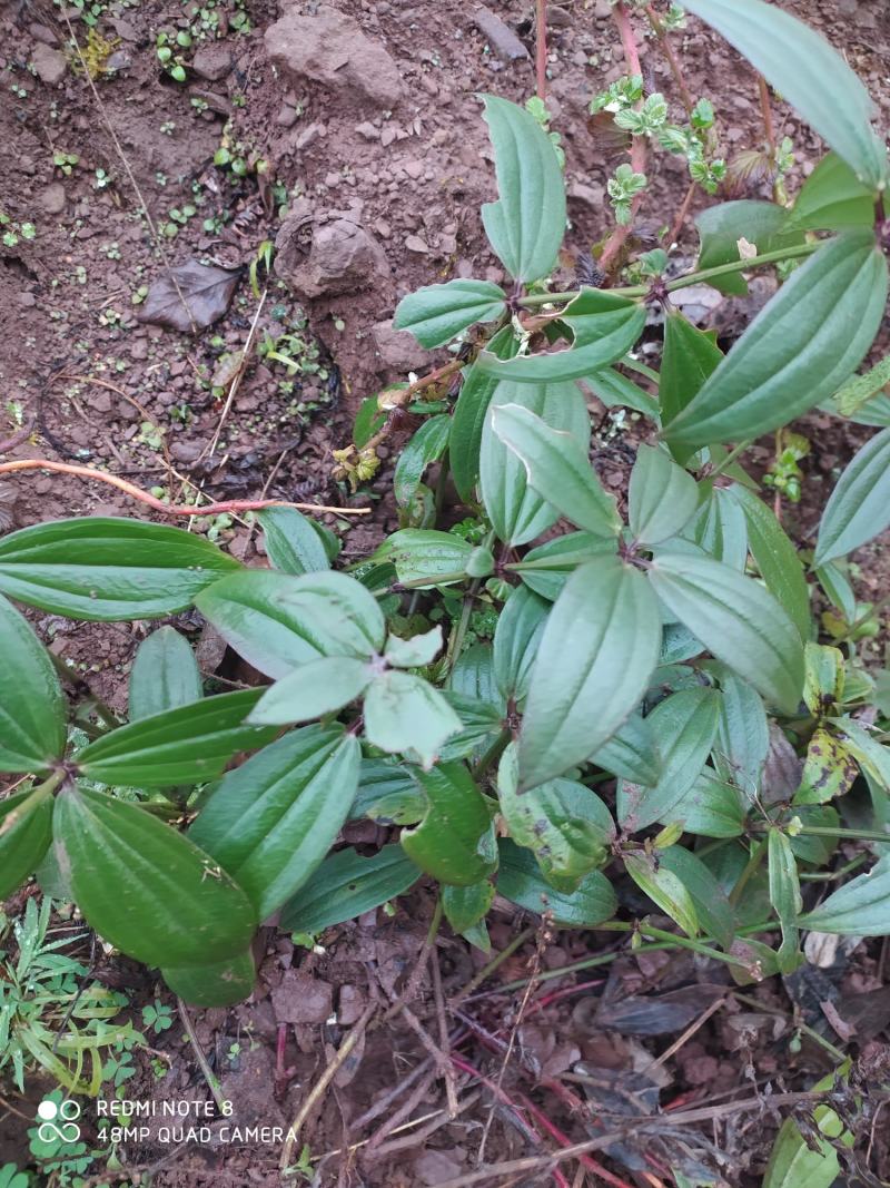 贵州毕节古夜郎大地野生中药材大叶茜草下单现采