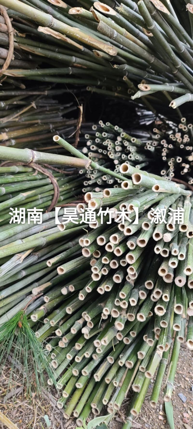 湘西雪峰山2.4米～2.5米菜架竹、竹竿、竹架条、白竹