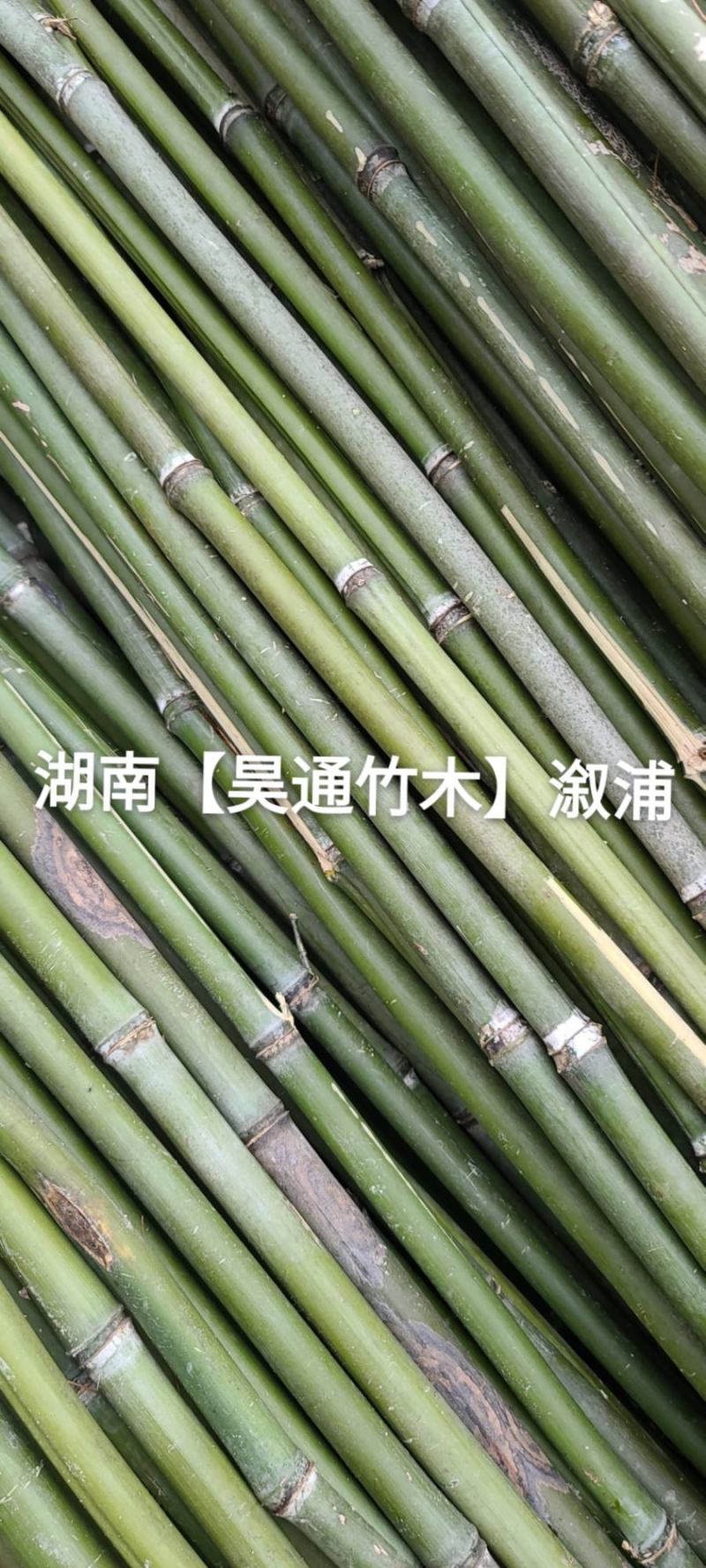 湘西雪峰山2.4米～2.5米菜架竹、竹竿、竹架条、白竹