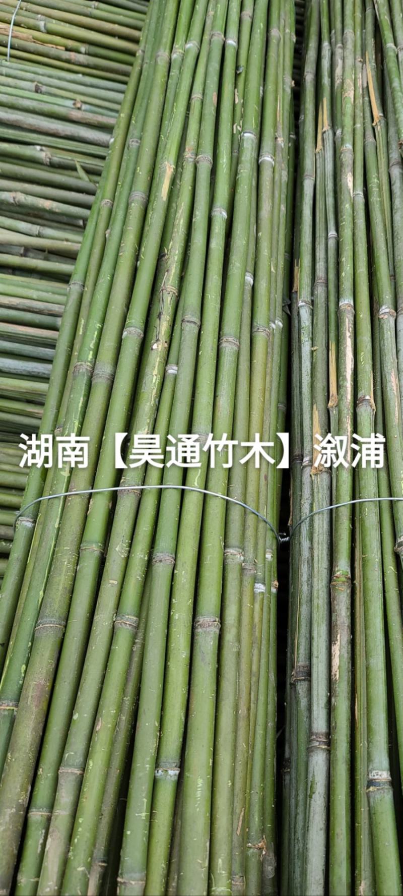 湘西雪峰山2.4米～2.5米菜架竹、竹竿、竹架条、白竹