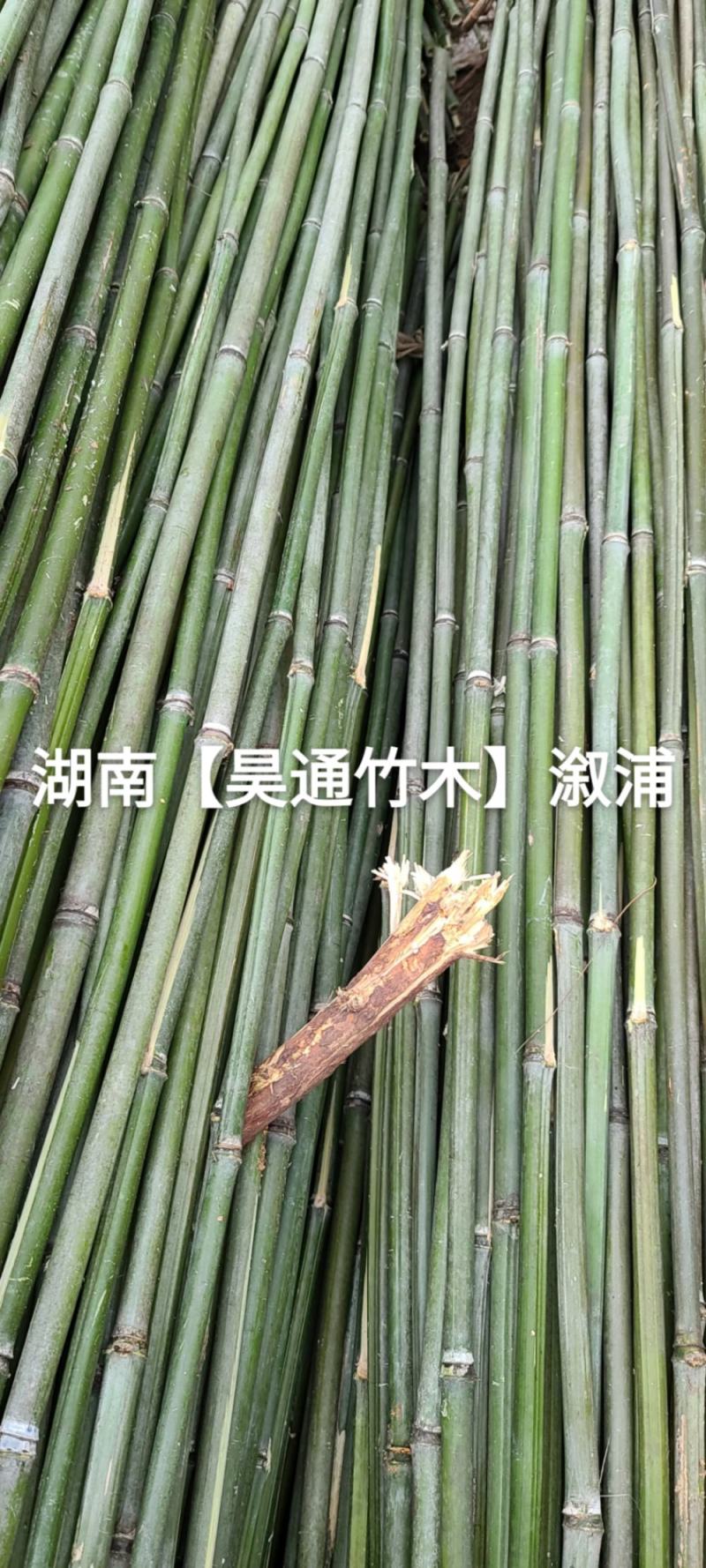湘西雪峰山2.4米～2.5米菜架竹、竹竿、竹架条、白竹