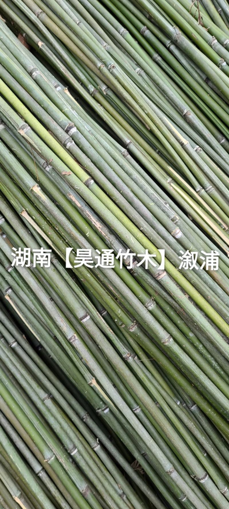 湘西雪峰山2.4米～2.5米菜架竹、竹竿、竹架条、白竹