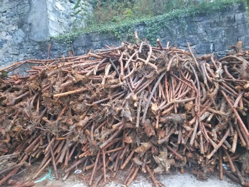 红刺藤山木香绿化苗木