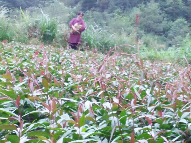 优质改良苗布福娜一年苗，品种好果肉汁多，果体大