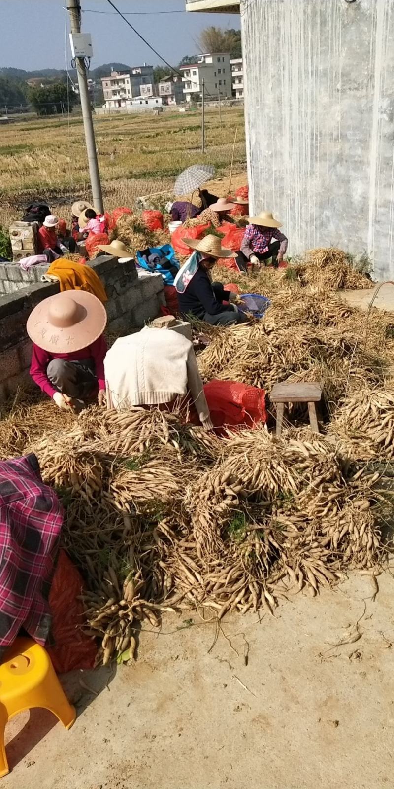 天冬正宗广西天冬优质无硫南药园直供