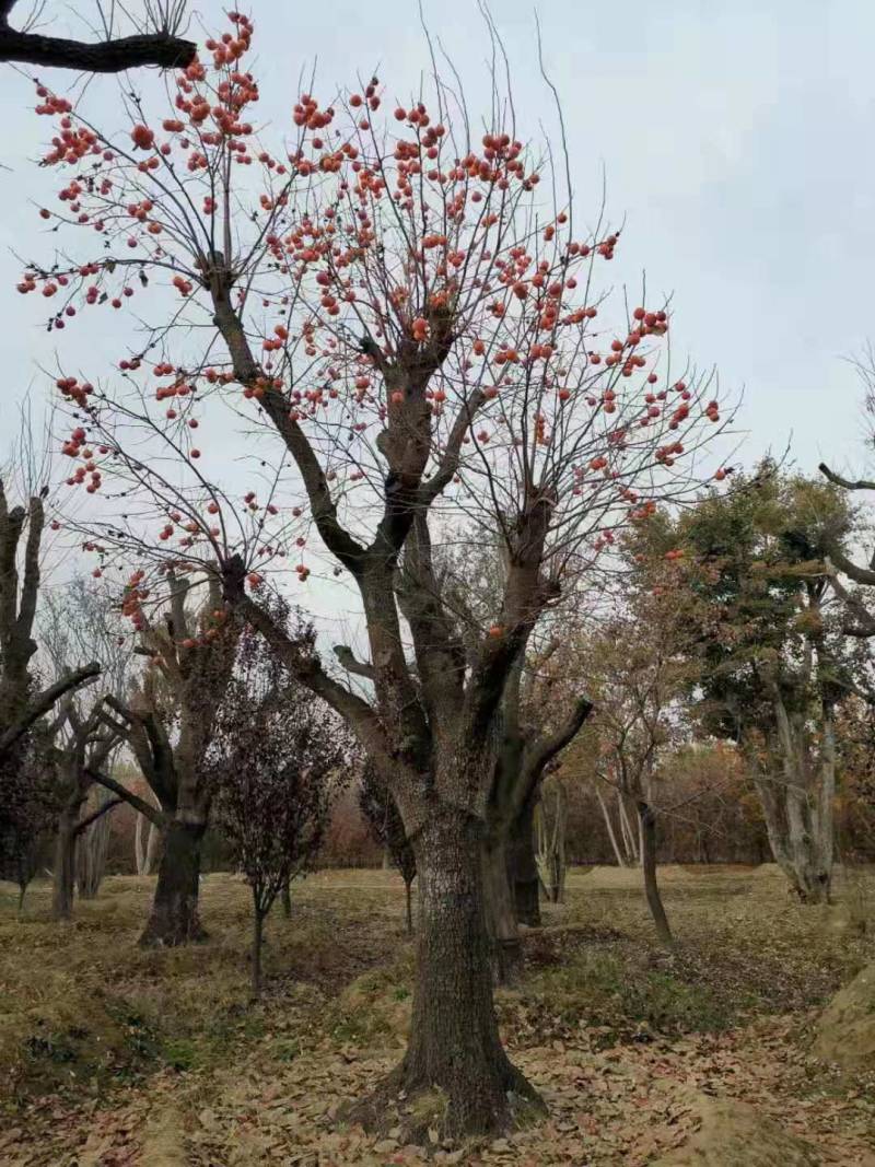 造型大柿子树，造型老柿子树，8公分至50公分，树形可挑选