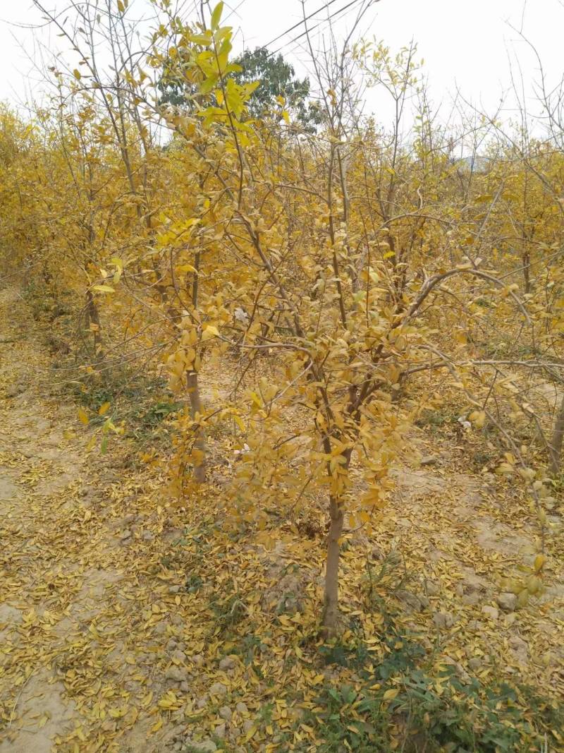 造型大石榴树价格，造型大石榴树基地，视频看货